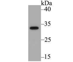 Invitrogen GFP Polyclonal Antibody 100 &mu;L; Unconjugated:Antibodies,