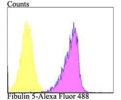 Invitrogen Fibulin 5 Polyclonal Antibody 100 &mu;L; Unconjugated:Antibodies,