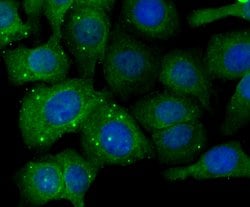 Invitrogen Fibulin 5 Polyclonal Antibody 100 &mu;L; Unconjugated:Antibodies,