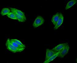 Invitrogen Fibulin 5 Polyclonal Antibody 100 &mu;L; Unconjugated:Antibodies,