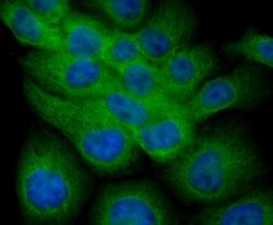 Invitrogen Fibulin 5 Polyclonal Antibody 100 &mu;L; Unconjugated:Antibodies,