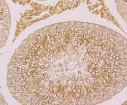 Invitrogen Fibulin 5 Polyclonal Antibody 100 &mu;L; Unconjugated:Antibodies,
