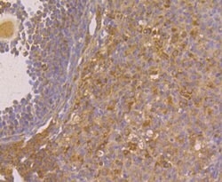 Invitrogen Fibulin 5 Polyclonal Antibody 100 &mu;L; Unconjugated:Antibodies,
