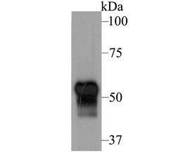 Invitrogen Fibulin 5 Polyclonal Antibody 100 &mu;L; Unconjugated:Antibodies,