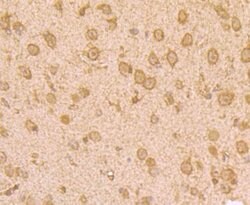 Invitrogen UAP1 Polyclonal Antibody 100 &mu;L; Unconjugated:Antibodies,