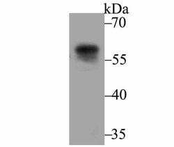 Invitrogen UAP1 Polyclonal Antibody 100 &mu;L; Unconjugated:Antibodies,