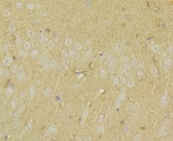 Invitrogen UAP1 Polyclonal Antibody:Antibodies:Primary Antibodies