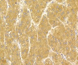 Invitrogen UAP1 Polyclonal Antibody:Antibodies:Primary Antibodies