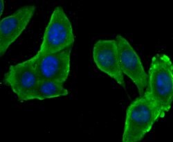Invitrogen SERPINC1 Polyclonal Antibody 100 &mu;L; Unconjugated:Antibodies,