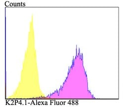 KCNK4 Polyclonal Antibody, Invitrogen 100 &mu;L; Unconjugated:Antibodies,