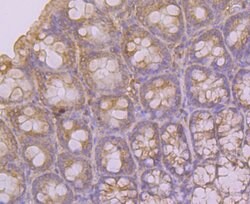 KCNK4 Polyclonal Antibody, Invitrogen 100 &mu;L; Unconjugated:Antibodies,