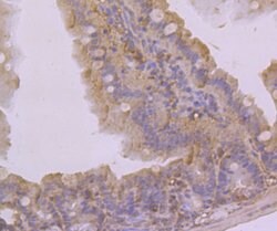 KCNK4 Polyclonal Antibody, Invitrogen 100 &mu;L; Unconjugated:Antibodies,