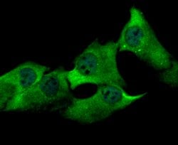 Invitrogen USP13 Polyclonal Antibody 100 &mu;L; Unconjugated:Antibodies,