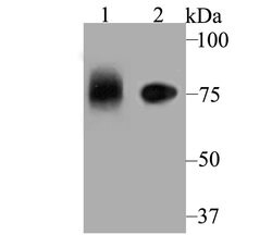 Invitrogen LRP8 Polyclonal Antibody 100 &mu;L; Unconjugated:Antibodies,