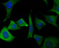 Invitrogen ORAI3 Polyclonal Antibody 100 μL; Unconjugated:Antibodies,