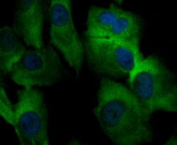 Invitrogen ORAI3 Polyclonal Antibody 100 μL; Unconjugated:Antibodies,