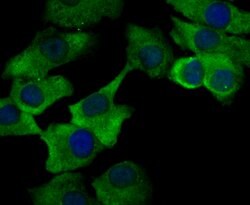Invitrogen ORAI3 Polyclonal Antibody 100 μL; Unconjugated:Antibodies,