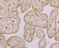 Invitrogen ORAI3 Polyclonal Antibody 100 μL; Unconjugated:Antibodies,