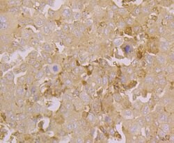 Invitrogen ORAI3 Polyclonal Antibody 100 μL; Unconjugated:Antibodies,
