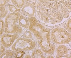 Invitrogen ORAI3 Polyclonal Antibody 100 μL; Unconjugated:Antibodies,