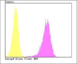 Invitrogen CACNG4 Polyclonal Antibody 100 μL; Unconjugated:Antibodies,