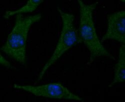 Invitrogen CACNG4 Polyclonal Antibody 100 μL; Unconjugated:Antibodies,