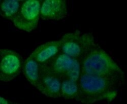 Invitrogen GPX4 Polyclonal Antibody 100 &mu;L; Unconjugated:Antibodies,