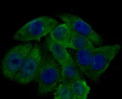 Invitrogen GPX4 Polyclonal Antibody 100 &mu;L; Unconjugated:Antibodies,