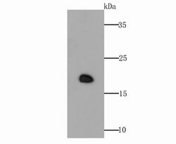 Invitrogen GPX4 Polyclonal Antibody 100 &mu;L; Unconjugated:Antibodies,
