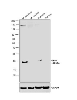 Invitrogen GPX4 Polyclonal Antibody 100 &mu;L; Unconjugated:Antibodies,