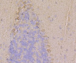 Invitrogen RyR1 Polyclonal Antibody 100 μL; Unconjugated:Antibodies,