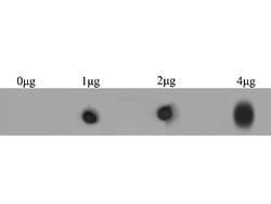 Invitrogen Ryanodine Receptor Polyclonal Antibody 100 &mu;L; Unconjugated:Antibodies,