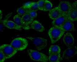 Invitrogen Ryanodine Receptor Polyclonal Antibody 100 &mu;L; Unconjugated:Antibodies,