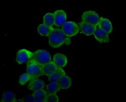 Invitrogen Ryanodine Receptor Polyclonal Antibody 100 &mu;L; Unconjugated:Antibodies,