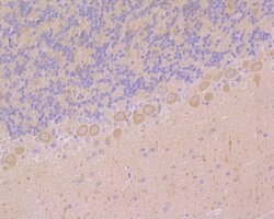 Invitrogen Ryanodine Receptor Polyclonal Antibody 100 &mu;L; Unconjugated:Antibodies,