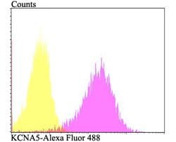 Invitrogen KV1.5 (KCNA5) Polyclonal Antibody 100 &mu;L; Unconjugated:Antibodies,
