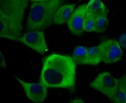 Invitrogen KV1.5 (KCNA5) Polyclonal Antibody 100 &mu;L; Unconjugated:Antibodies,