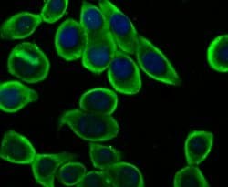 Invitrogen KV1.5 (KCNA5) Polyclonal Antibody 100 &mu;L; Unconjugated:Antibodies,