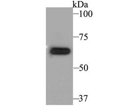 Invitrogen KV1.5 (KCNA5) Polyclonal Antibody 100 &mu;L; Unconjugated:Antibodies,