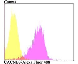 Invitrogen CACNB3 Polyclonal Antibody 100 &mu;L | Buy Online | Invitrogen&trade; | Fisher Scientific