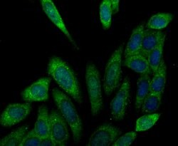 Invitrogen KIF11 Polyclonal Antibody 100 &mu;L; Unconjugated:Antibodies,