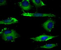 Invitrogen KIF11 Polyclonal Antibody 100 &mu;L; Unconjugated:Antibodies,