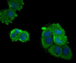 Invitrogen KIF11 Polyclonal Antibody 100 &mu;L; Unconjugated:Antibodies,