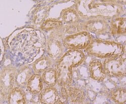 Invitrogen KIF11 Polyclonal Antibody 100 &mu;L; Unconjugated:Antibodies,