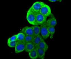 Invitrogen HKDC1 Polyclonal Antibody 100 &mu;L; Unconjugated:Antibodies,