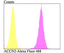Thermo Scientific ASIC1 Polyclonal Antibody:Antibodies, Polyclonal