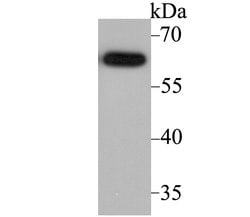 Thermo Scientific ASIC1 Polyclonal Antibody:Antibodies, Polyclonal