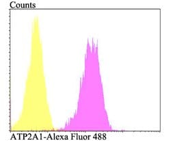 Invitrogen ATP2A1 Polyclonal Antibody 100 &mu;L; Unconjugated:Antibodies,