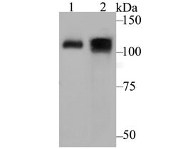 Invitrogen ATP2A1 Polyclonal Antibody 100 &mu;L; Unconjugated:Antibodies,