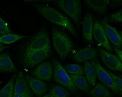 Invitrogen PHF8 Polyclonal Antibody 100 μL; Unconjugated:Antibodies,